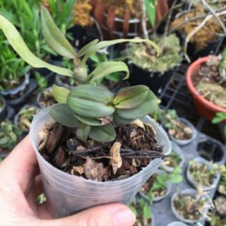 Hoa phong lan giả hạc daklay