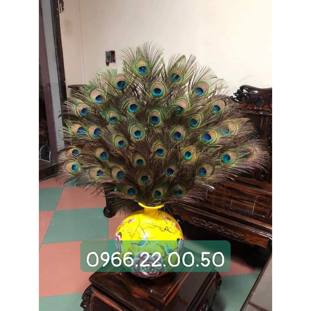 lông công trắng đẹp giá rẻ dài 70_80 cm | BigBuy360 - bigbuy360.vn