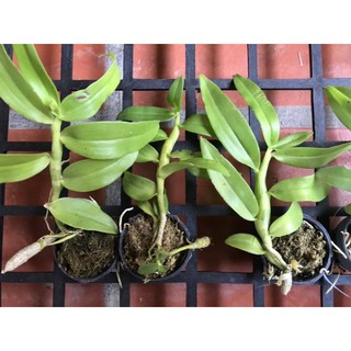 Trầm blue lai hoàng thảo vôi