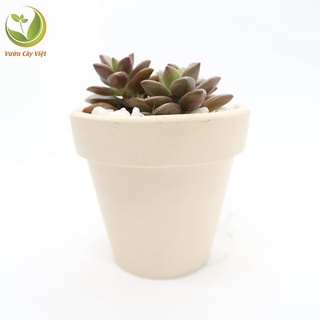 Khăn lau Chậu trồng cây sen đá LAFAGARDEN kích thước 105x80mm chậu nhựa trồng cây sen đá chuyên nghiệp