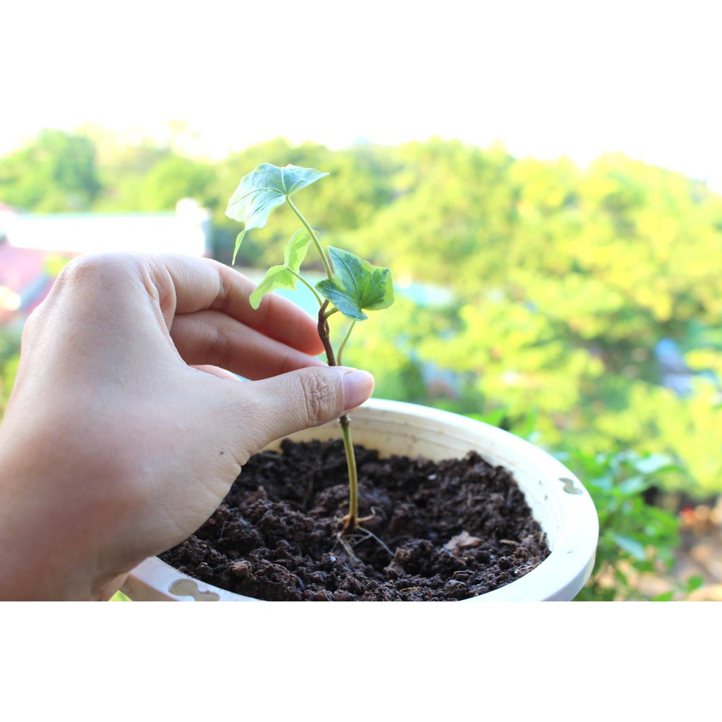 Hạt Giống Dây Thường Xuân  -