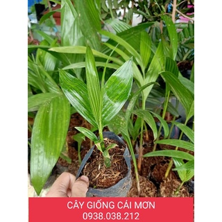 CÂY GIỐNG CAU TA / CAU ĂN TRẦU