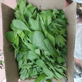 Cúc tần khô