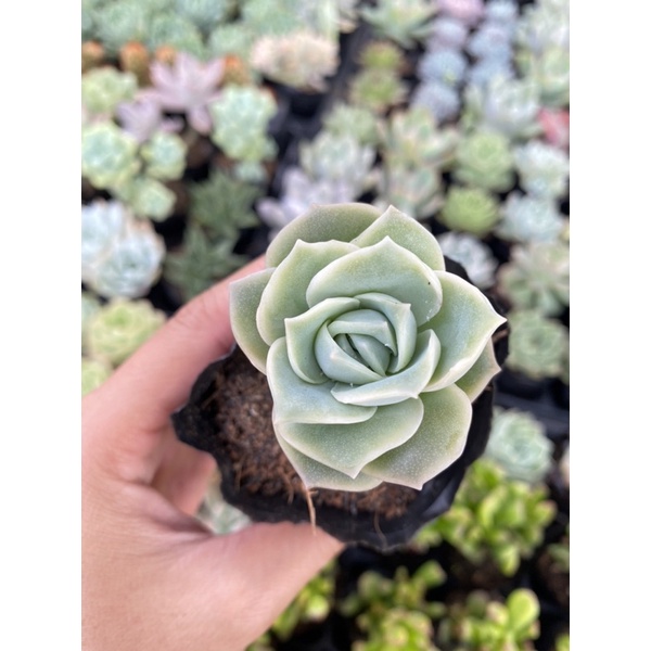 Sen Đá Hoa Hồng Hà Lan Size Bầu 5cm Hư 1 Đổi 1