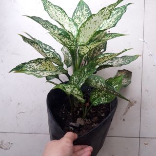 Cây Ngọc Ngân phong thủy- Valentine- Cây tình yêu