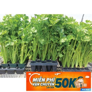 10g Hạt giống Rau Cần tây