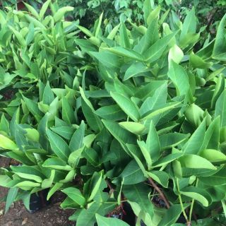 Cây 🌲 Mận Ấn Độ