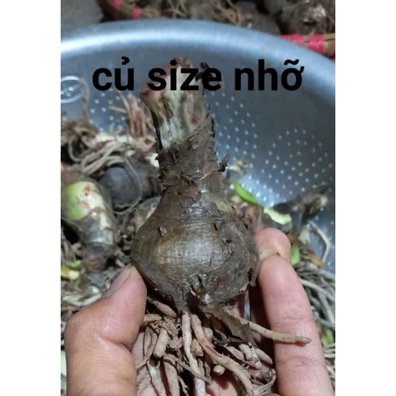 Củ hoa huệ tây gửi củ như hình 3