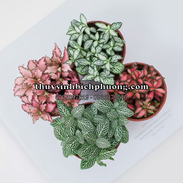 CÂY CẨM NHUNG - CÂY THỦY SINH CHO HỒ CÁ THỦY SINH