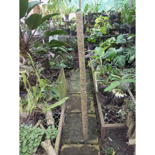 TRỤ DỚN TRẮNG-RÊU XANH 50cm-1m3 MẪU MỚI, GIỮ ẨM, TRỒNG CÂY dây leo,trầu bà