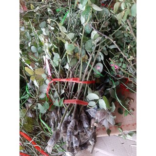 Cành chiết hồng Đào cổ