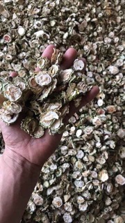 Mướp đắng rừng phơi khô.(trái khổ qua phơi khô)