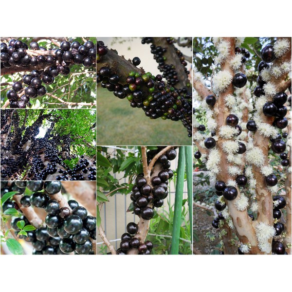 Hạt Giống Nho Thân Gỗ