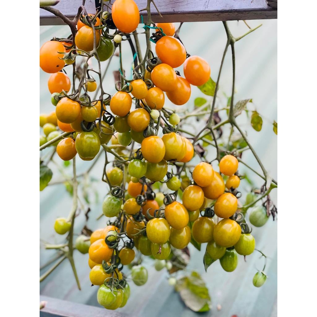 Cherry vàng là tên cà chua với tỉ lệ nảy mầm 100% cùng gói 34, 68 hoặc 102 hạt