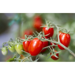 0.1g Hạt giống Cà Chua Bi Oval 