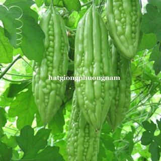 Hạt giống khổ qua