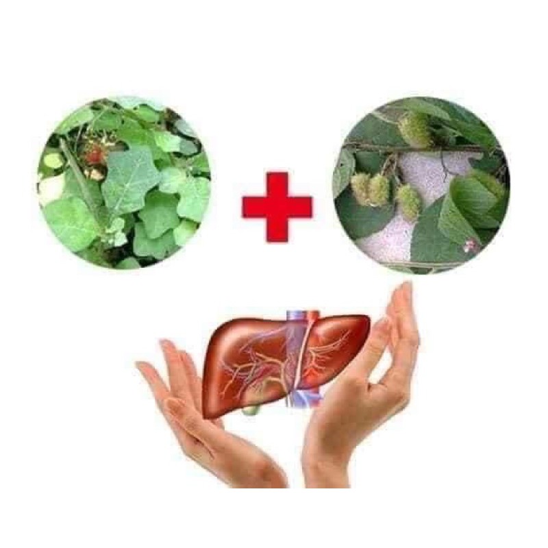 ✈️Free ship ✈️❤️1KG CÂY AN XOA SẤY KHÔ (tốt cho gan) nguyên thân,cành già (ảnh thật)