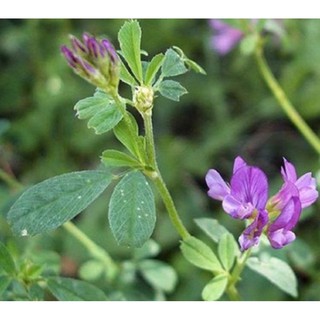 Hạt giống cỏ linh lăng Alfalfa gói 5g