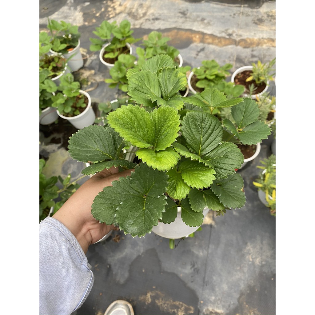CÂY DÂU TÂY GIỐNG KHOẺ, SIÊU NỤ, TRÁI NGỌT THƠM