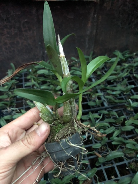 2 cây Denro mini thanh lý