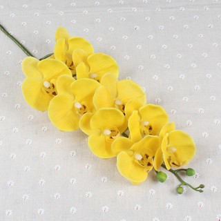 Cành lan hồ điệp cao su 9 bông thân đốm