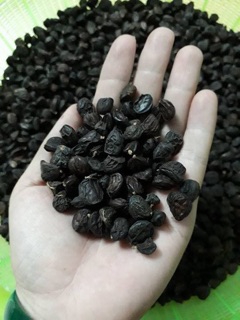 Hạt dổi rừng - 250.000₫/1 lạng