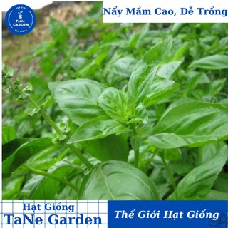 400h hạt giống rau thơm húng tây basil ý genovese - tane garden