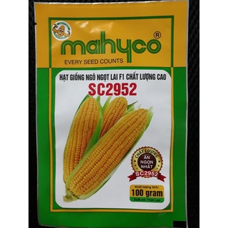 Hạt giống ngô ngọt lai f1_ sc2952- nhập khẩu thái lan_ kl. 100g