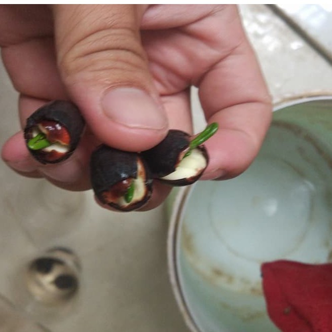 Hạt giống sen mini Nhật nhiều màu - 1 gói 8 hạt - HGT