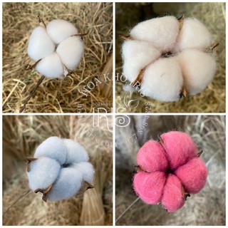 Hoa khô trang trí ❤️Hoa cotton khô Nhập Khẩu❤️ trang trí nhà cửa, phòng ngủ, quán xá, tiệc cưới vintage, Quà tặng