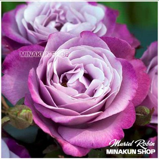 Hoa hồng ngoại Muriel Robin Rose Tím cực đẹp - MinaKun Shop