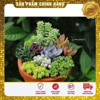Hạt giống sen đá nhiều loại ( gói 15- 20 Hạt )