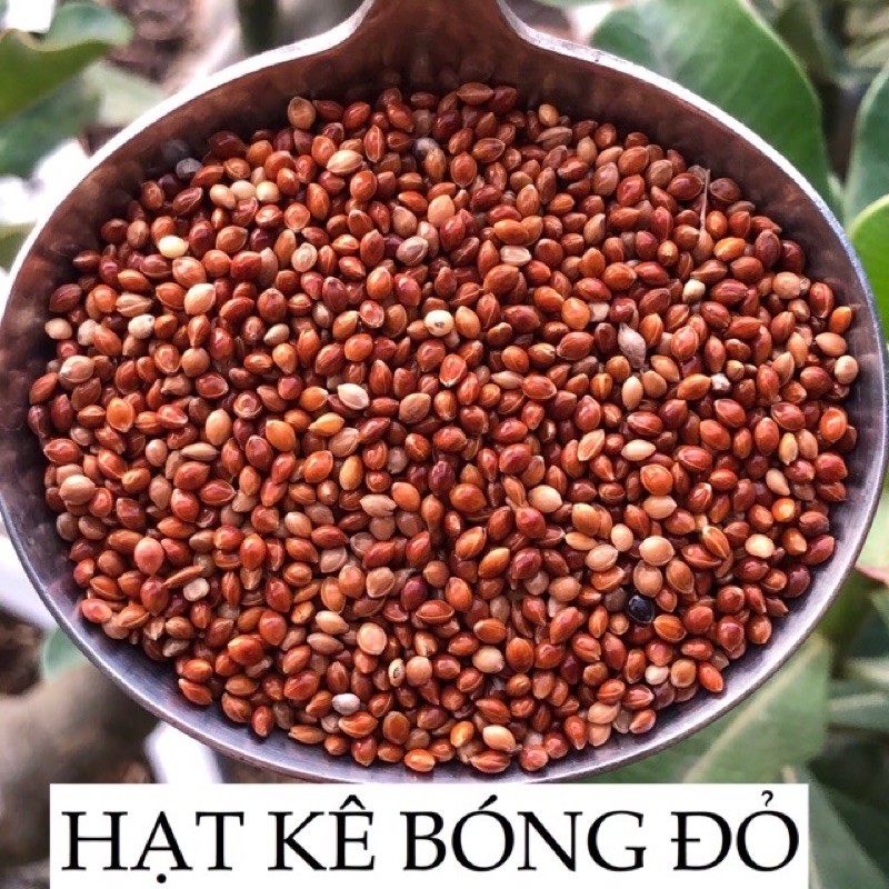 hạt kê đỏ- 500g