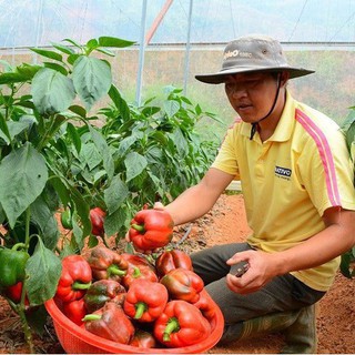 Hạt Giống Ớt Chuông Ngọt Đỏ - 10 hạt