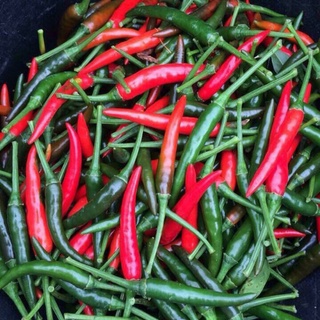 ỚT HIỂM LAI F1 CN-47