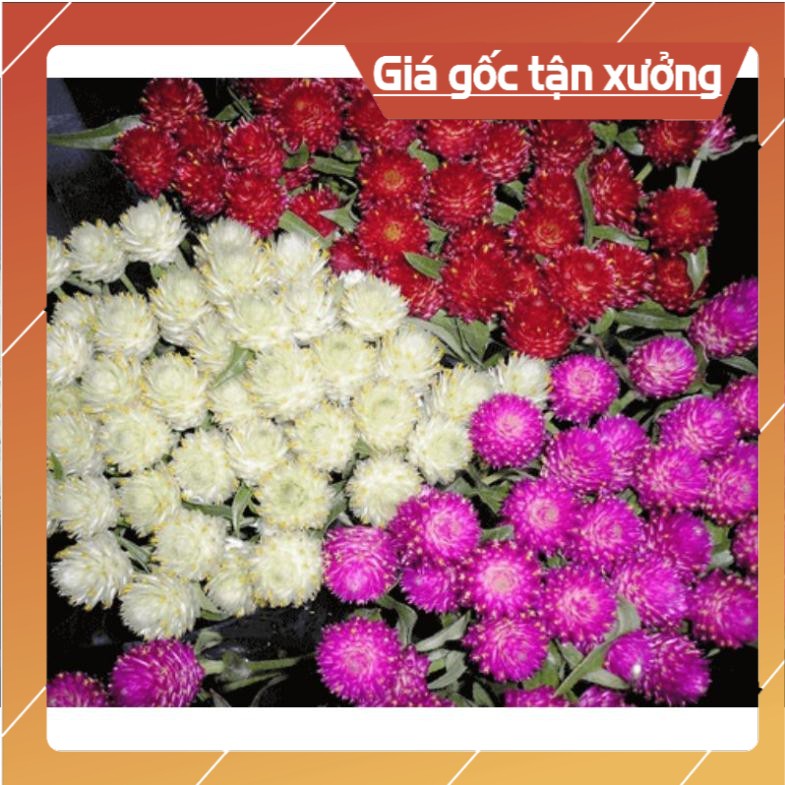 200H - Hạt giống cúc bách nhật mix màu F1 nhập khẩu