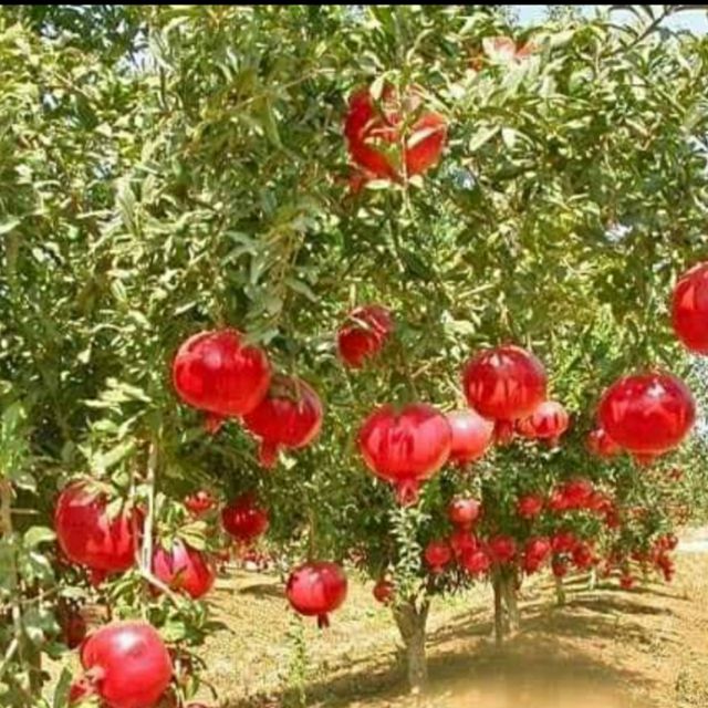 Cây giống lựu đỏ lùn