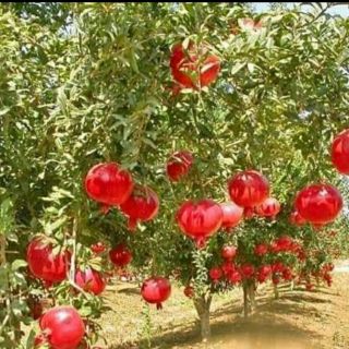 Cây giống lựu đỏ lùn