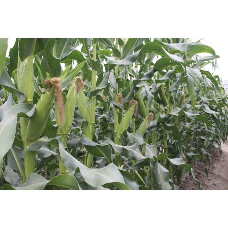 Hạt giống Bắp Nếp Nù TN