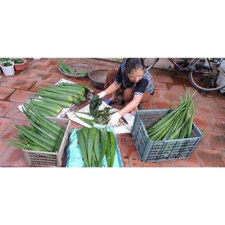 5kg lá nha đam