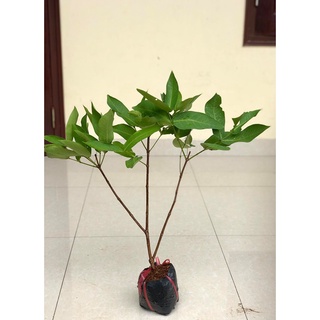 Cây roi đỏ - mận đỏ thái lan cao 1m (Ảnh thật số 2).