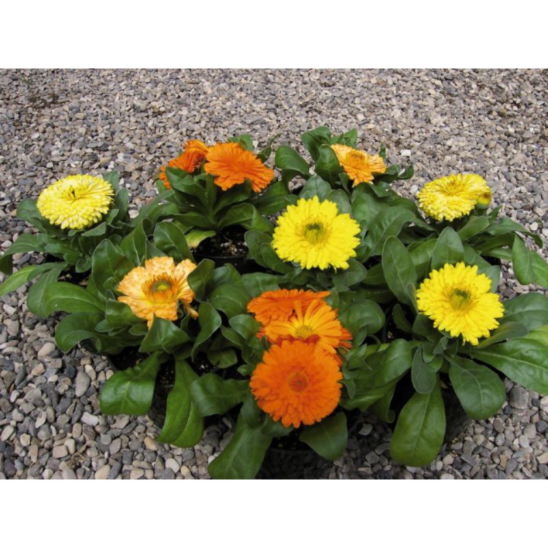 100H - Hạt giống Hoa Cúc SuSi Mix màu