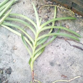 Lan MOKARA con -vàng Kitty (loại 2)