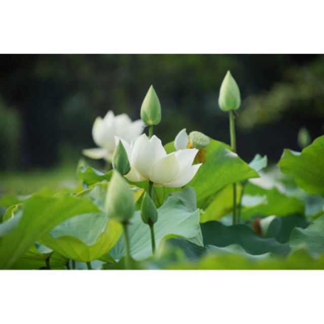 Hạt Giống Hoa Sen Trắng - 4 Hạt ĐẾN MÙA TRỒNG TẾT