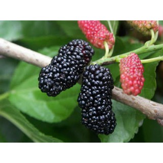 hom giống dâu tằm măng ngon ngọt