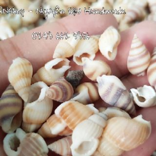 Vỏ ốc biển cỡ nhỏ
