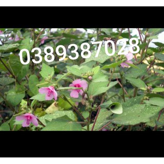 cây ké hoa đào,1kg