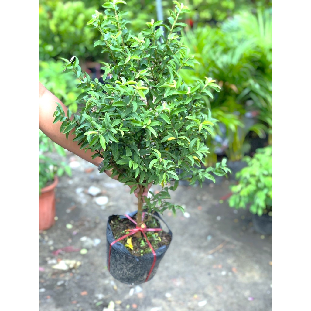 Chậu cây ổi sẻ Nhật
