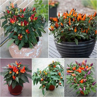 30 hạt giống ớt ngũ sắc