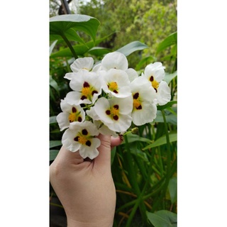 Bách thủy tiên đơn đốm
